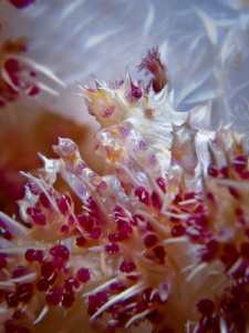 Soft Coral Crab. Komodo. Canon G10, Closeup lenses & YS11... by Stephen Holinski 